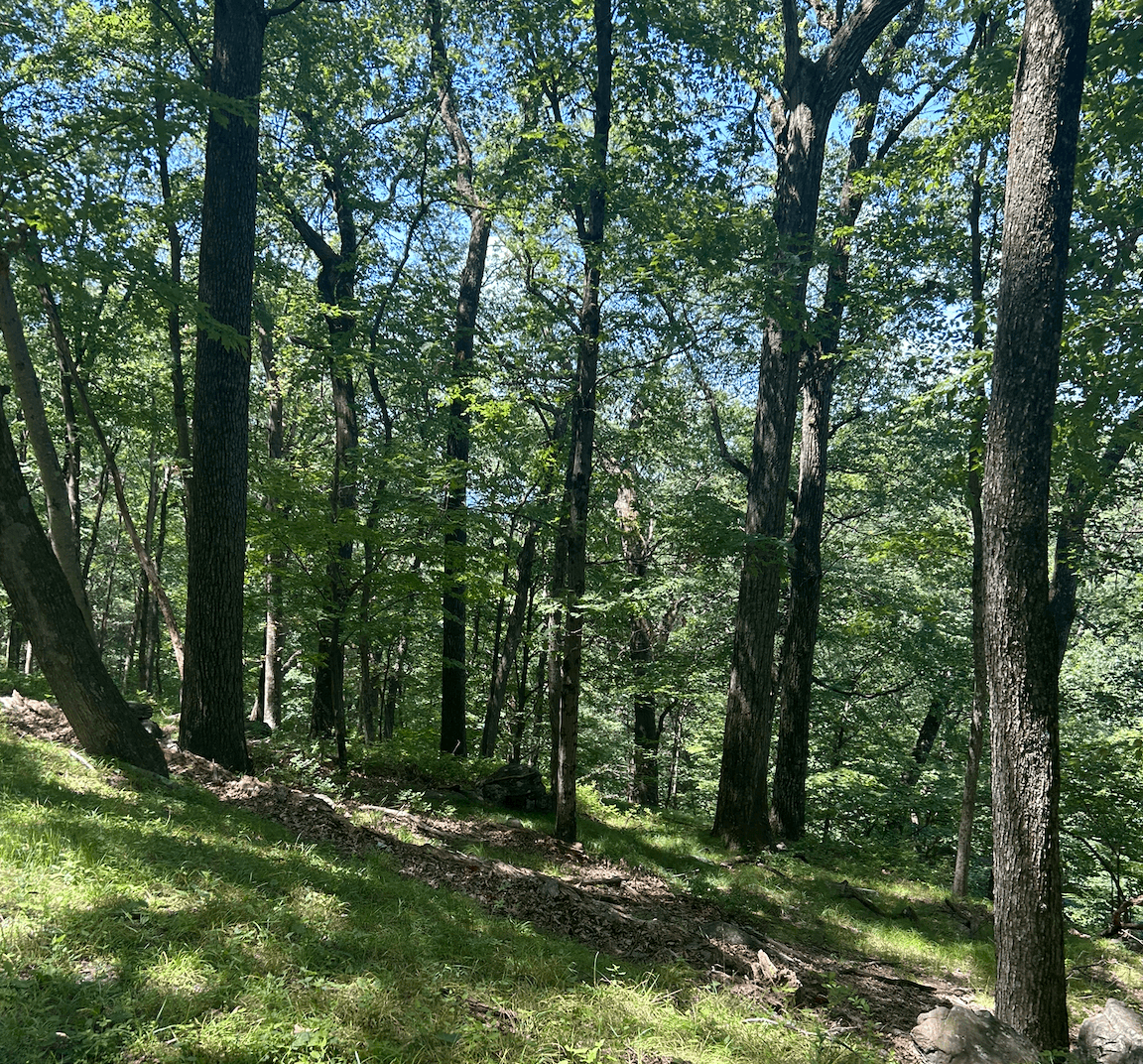 Sunlight shines through tall trees in a lush, green forest with a grassy and leaf-strewn ground. The serene atmosphere found in New York State Parks evokes inner peace as shadows and light dance beneath the canopy.